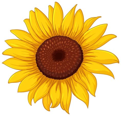 immagini girasole|imagen de girasol para imprimir.